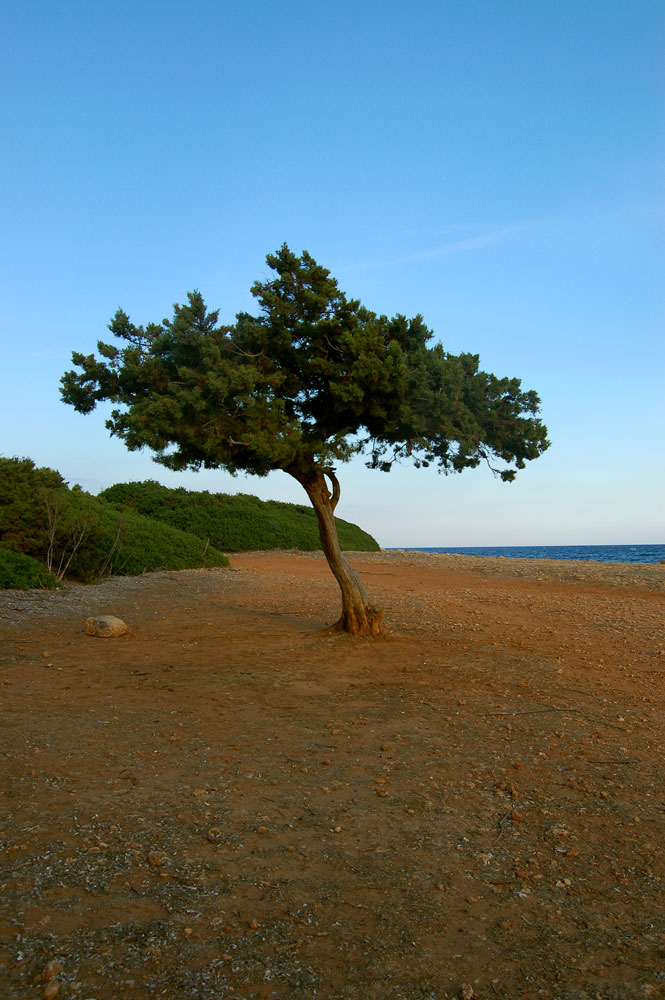 Baum am Meer