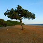 Baum am Meer