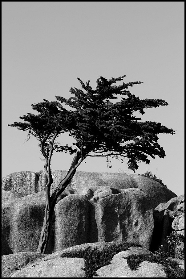 Baum am Meer