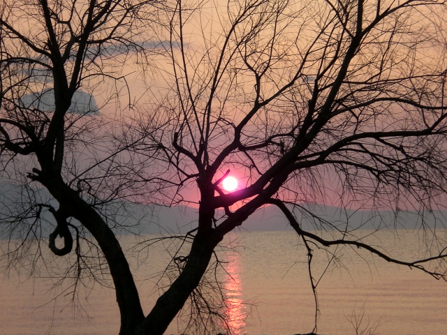 Baum am Meer