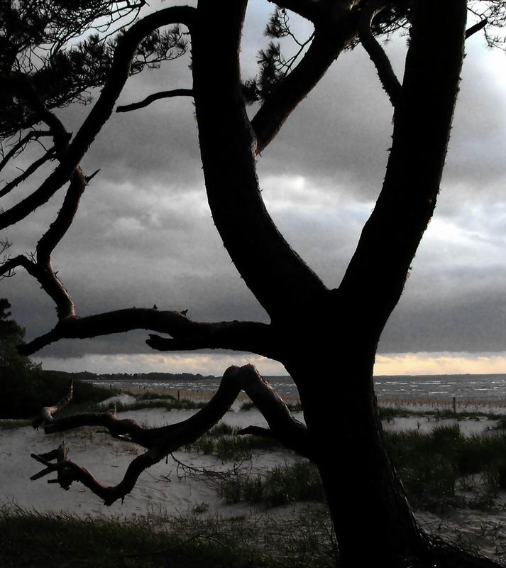 Baum am Meer