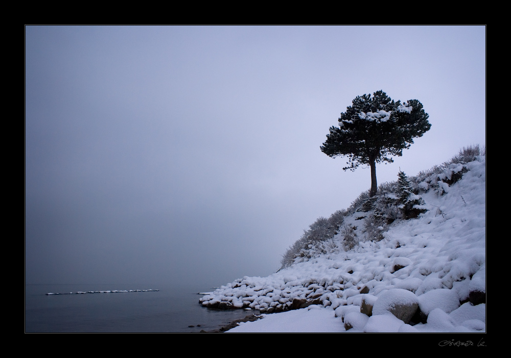 Baum am Meer