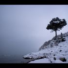 Baum am Meer