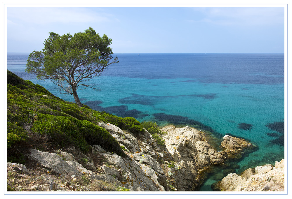 Baum am Meer