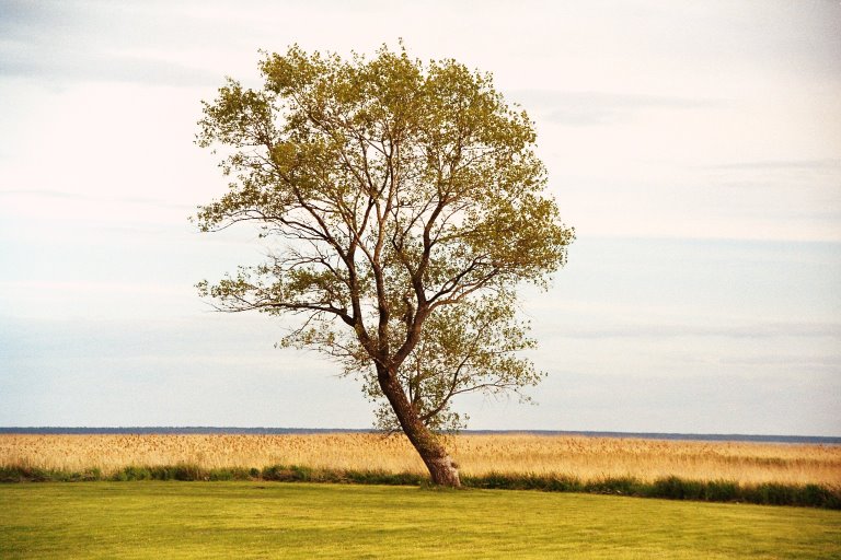 Baum am Meer