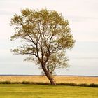 Baum am Meer