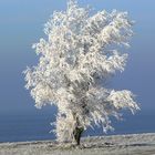 Baum am Meer mit Eis ummantelt