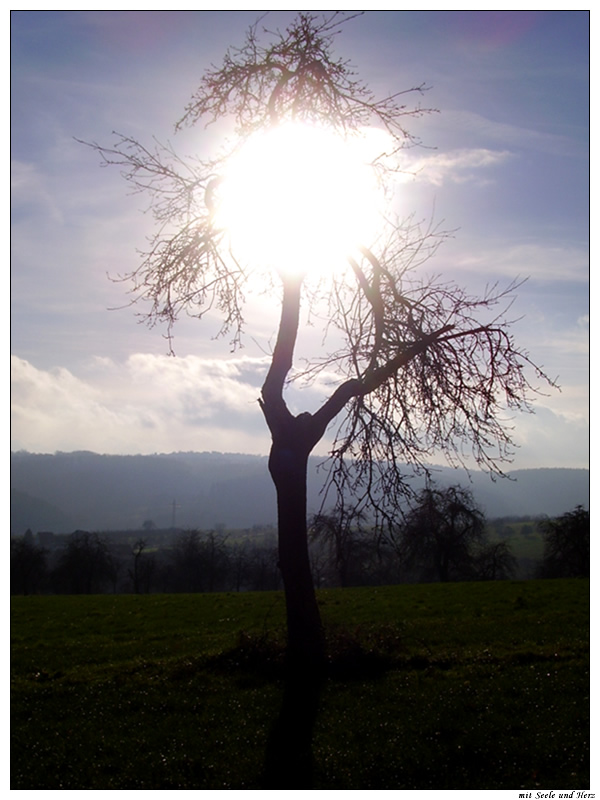 Baum am Mittag