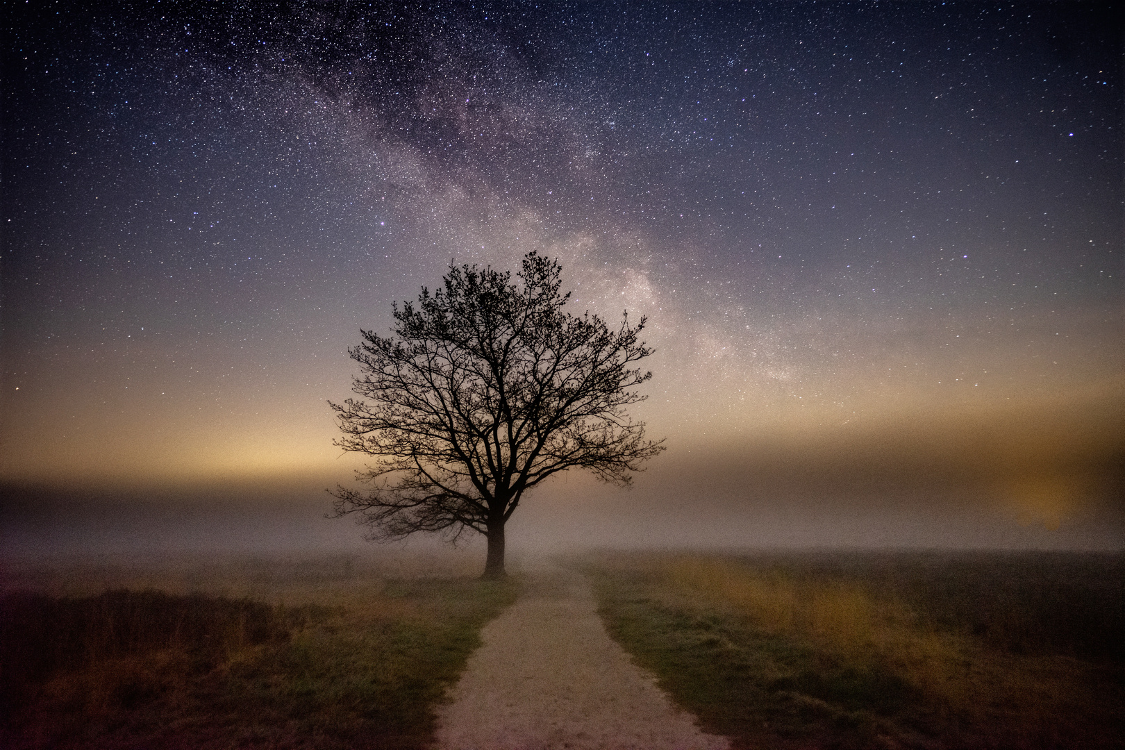 Baum am Moor