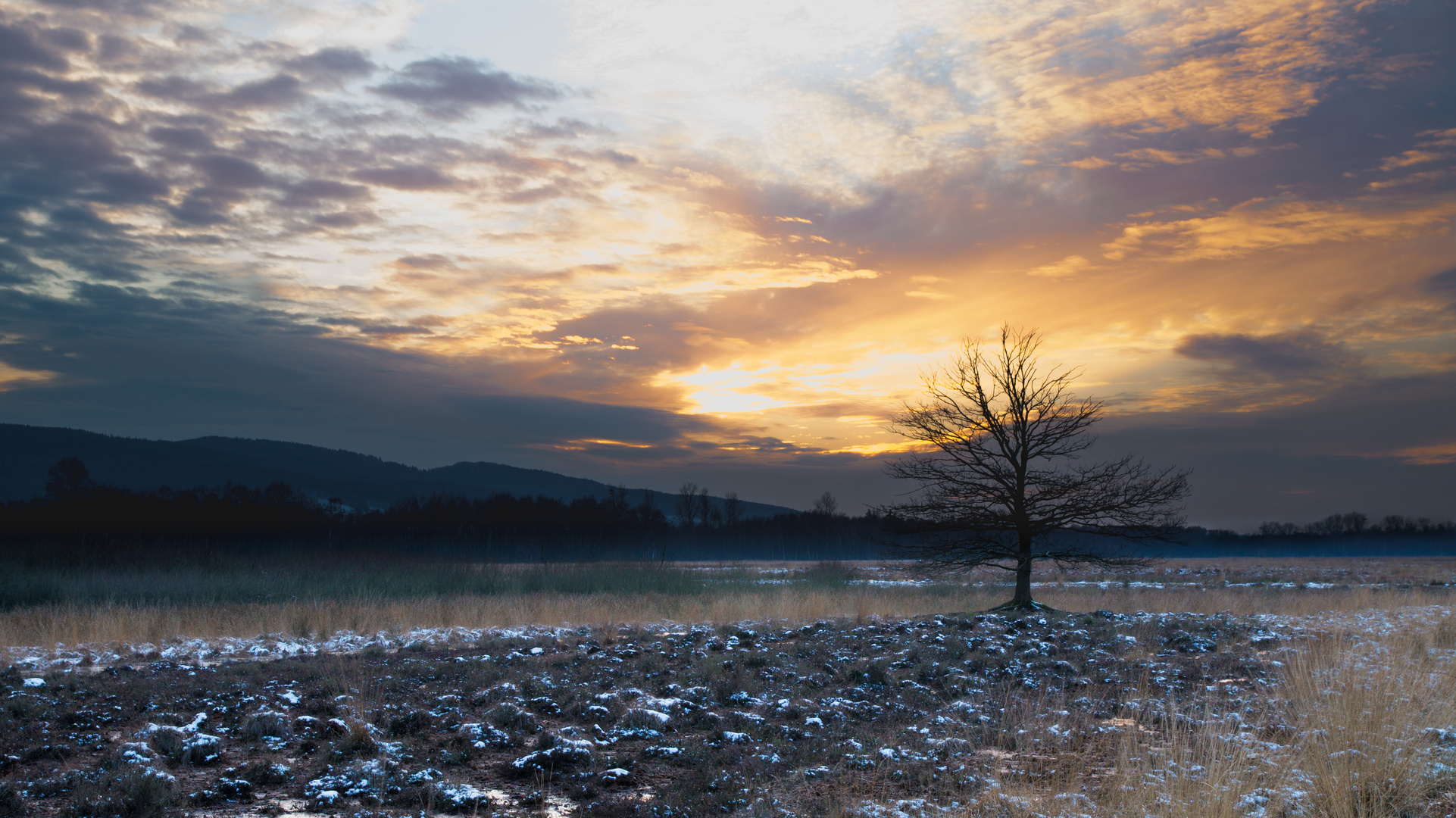 Baum am Moor