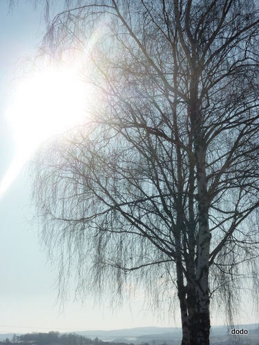 Baum am Morgen