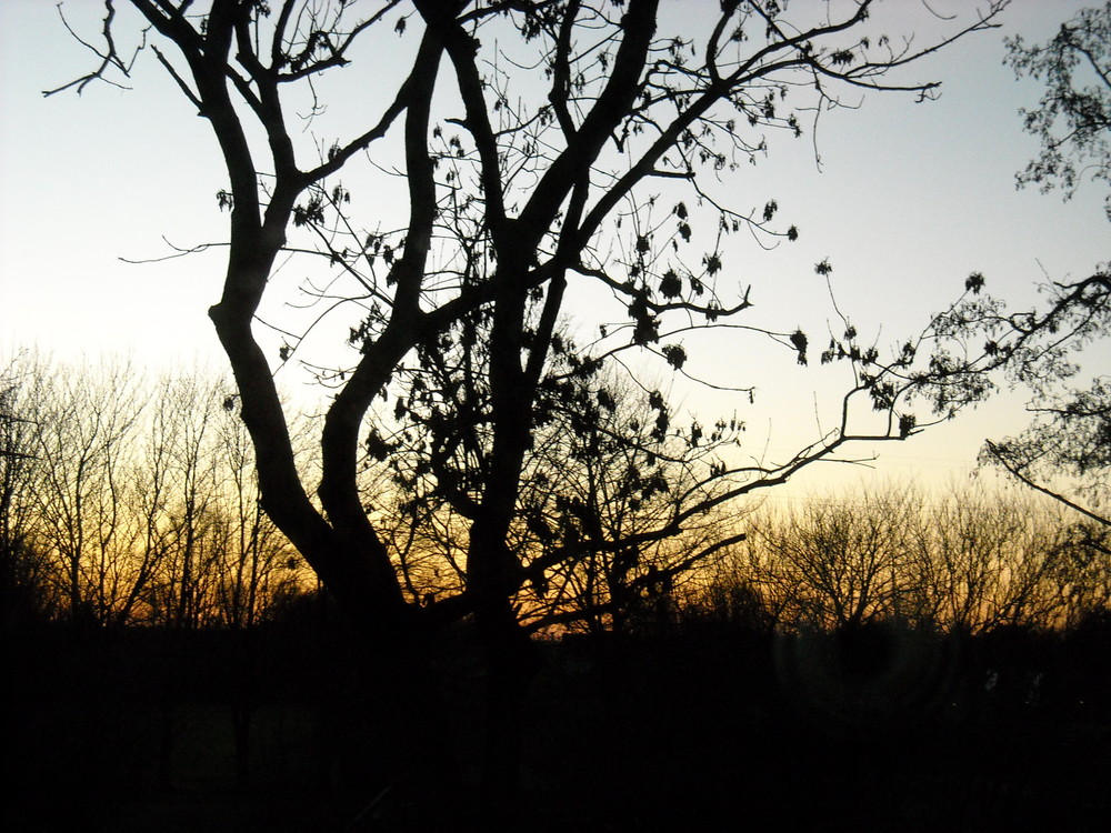 Baum am Morgen