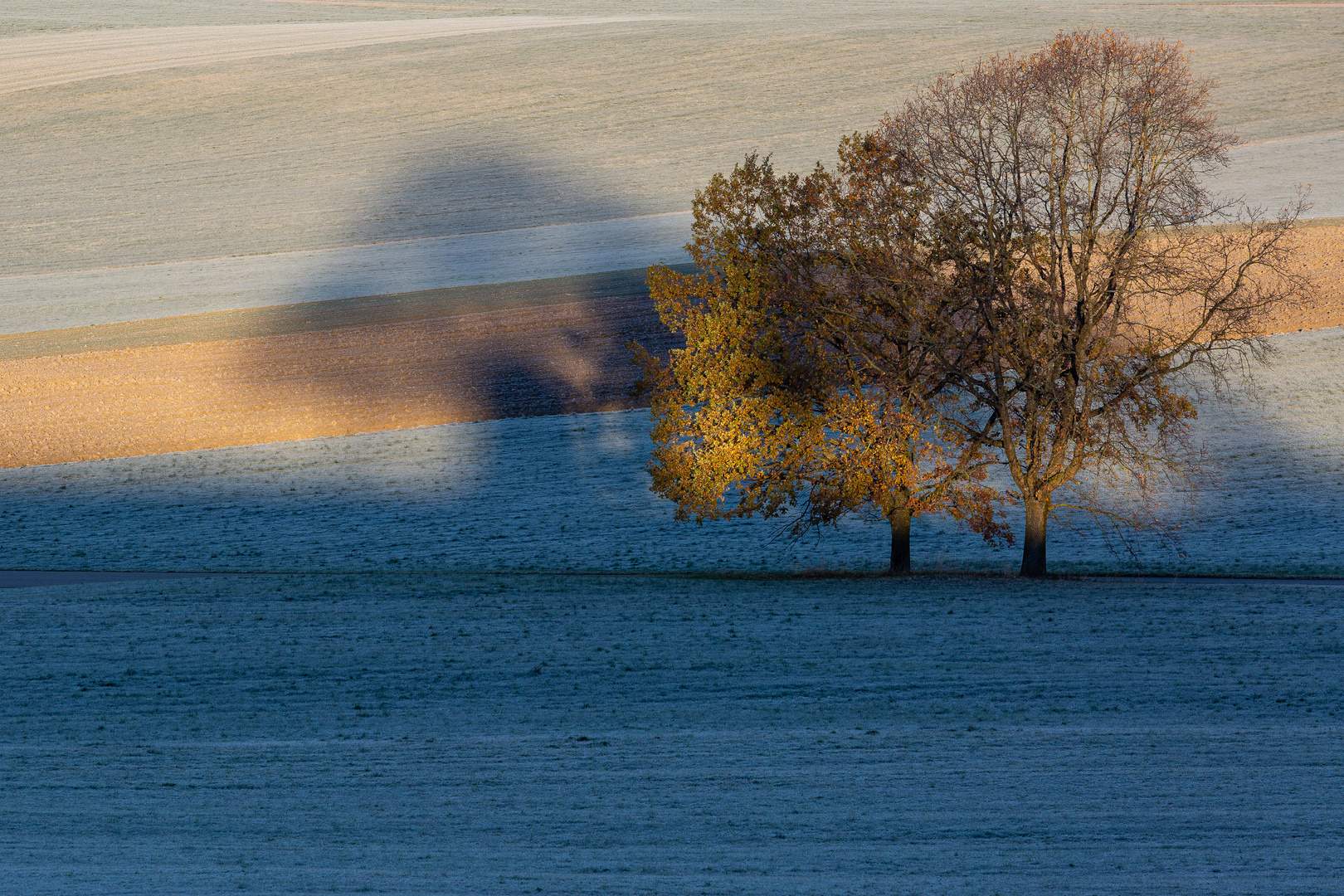 Baum am Morgen...