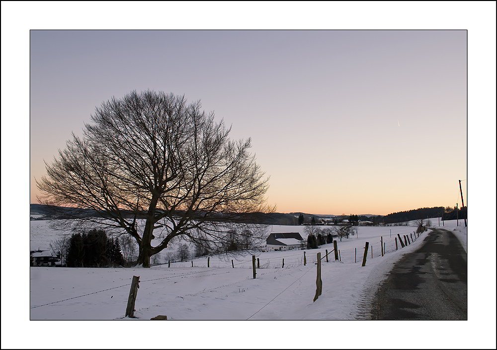 Baum am Morgen im Winter