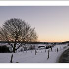 Baum am Morgen im Winter