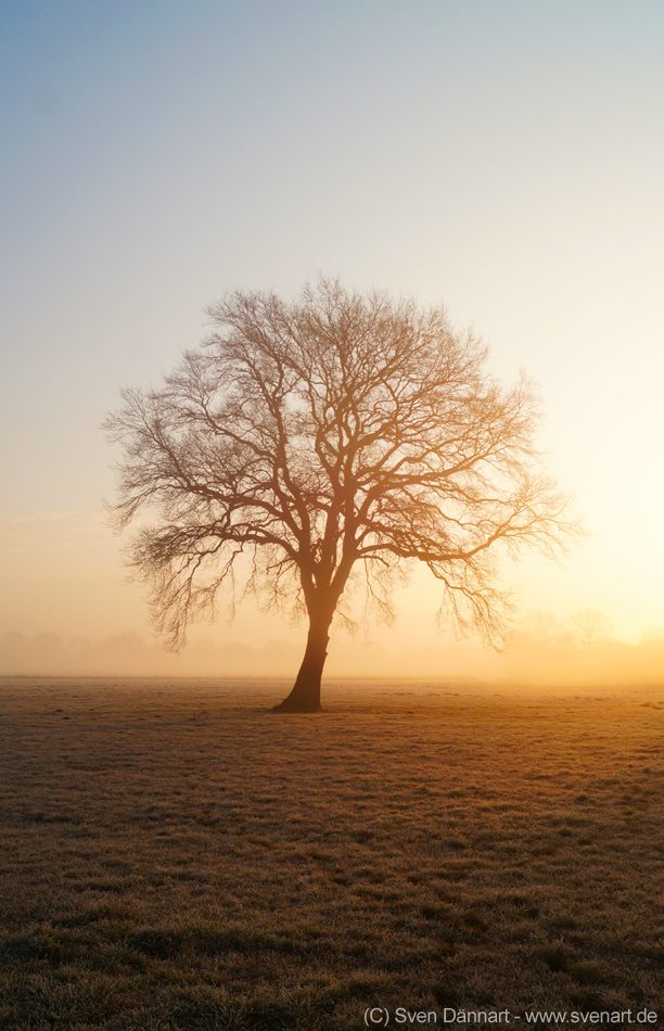 Baum am nebligen Morgen