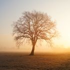 Baum am nebligen Morgen