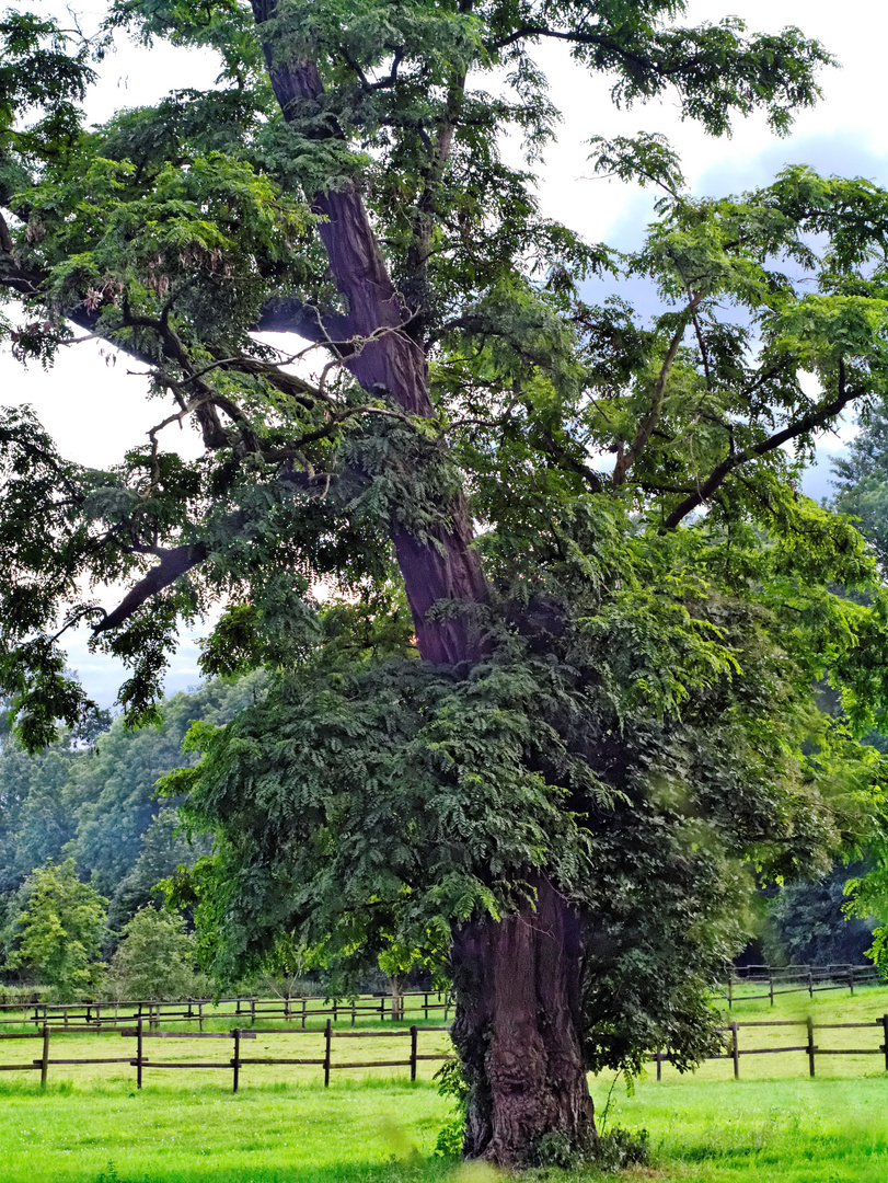 Baum am Niederrhein