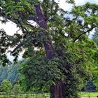 Baum am Niederrhein