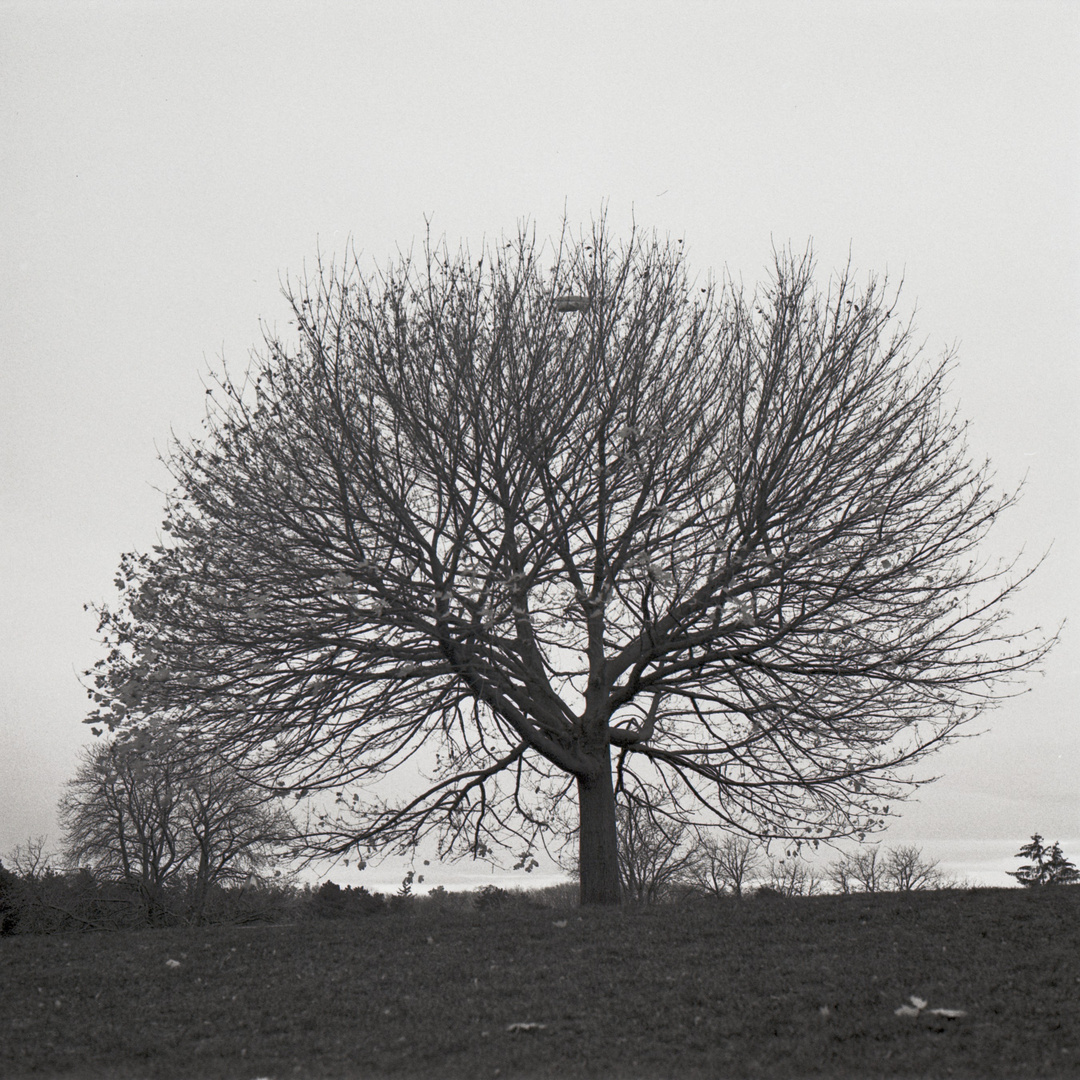 Baum am Nußberg