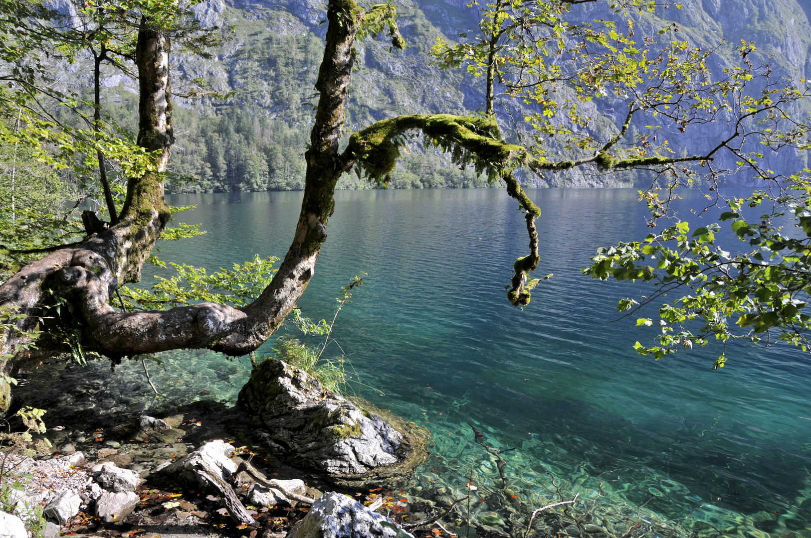 Baum am Obersee