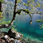 Baum am Obersee