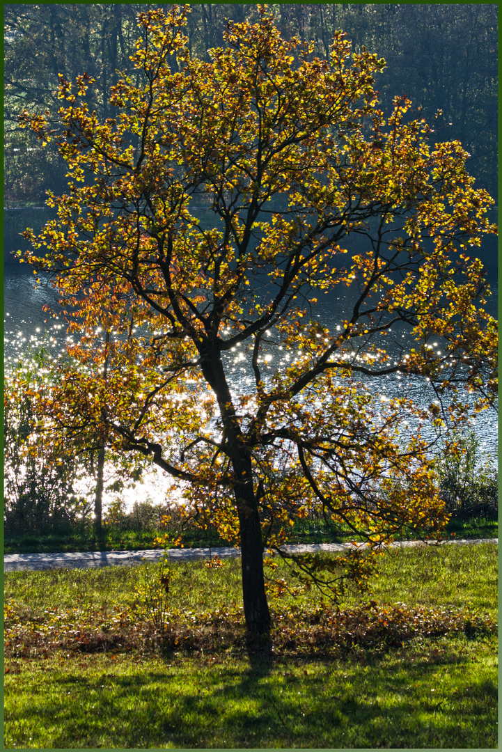 Baum am Obersee / Bielefeld