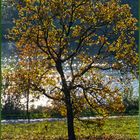 Baum am Obersee / Bielefeld