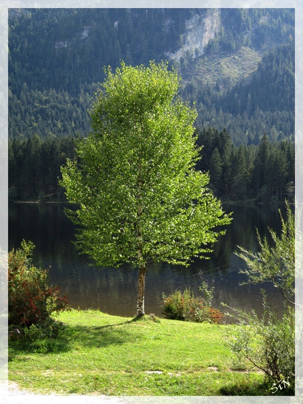 Baum am Ödensee