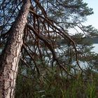 Baum am Ostersee