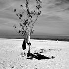 Baum am Ostsee