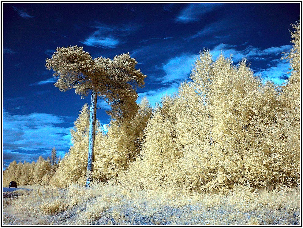 Baum am Parkplatz in IR