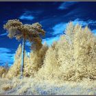 Baum am Parkplatz in IR