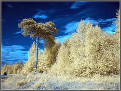 Baum am Parkplatz in IR