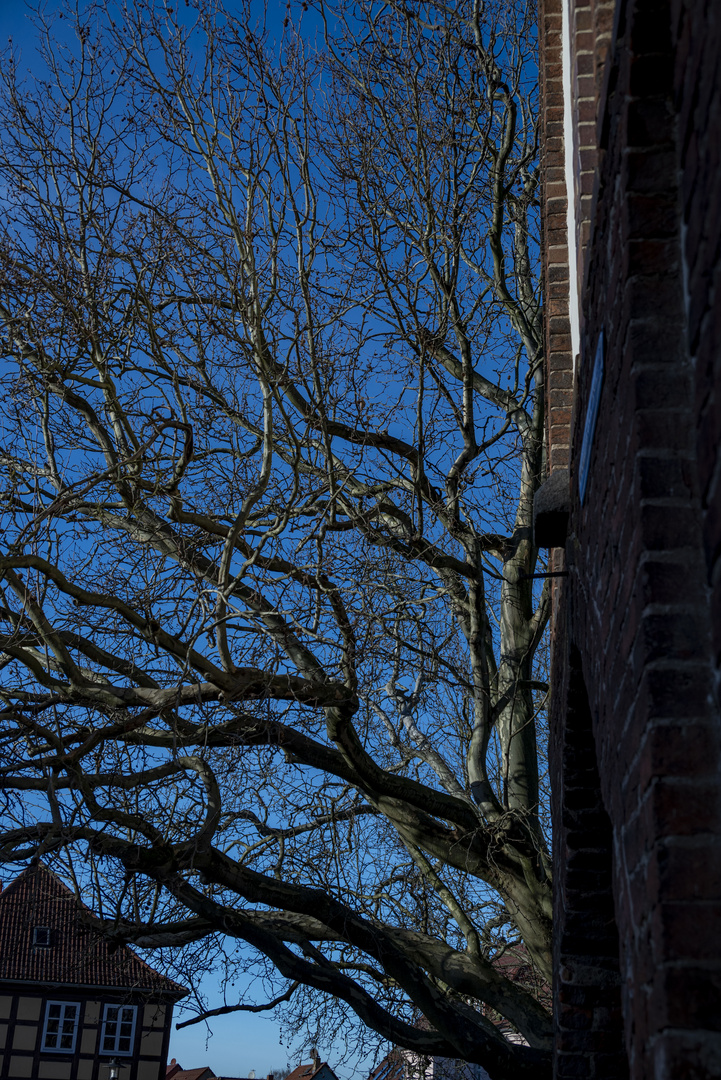 Baum am Prenzlauer Tor Templin