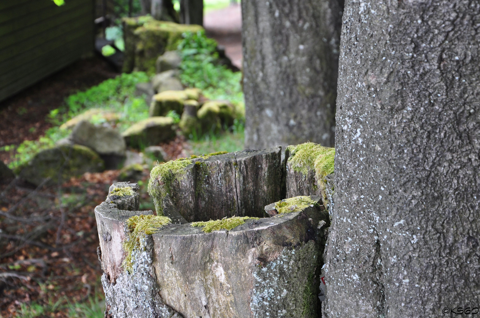 ... Baum am Rande eines Wanderweges in der Rhön ...