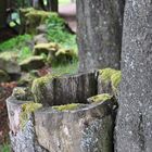 ... Baum am Rande eines Wanderweges in der Rhön ...