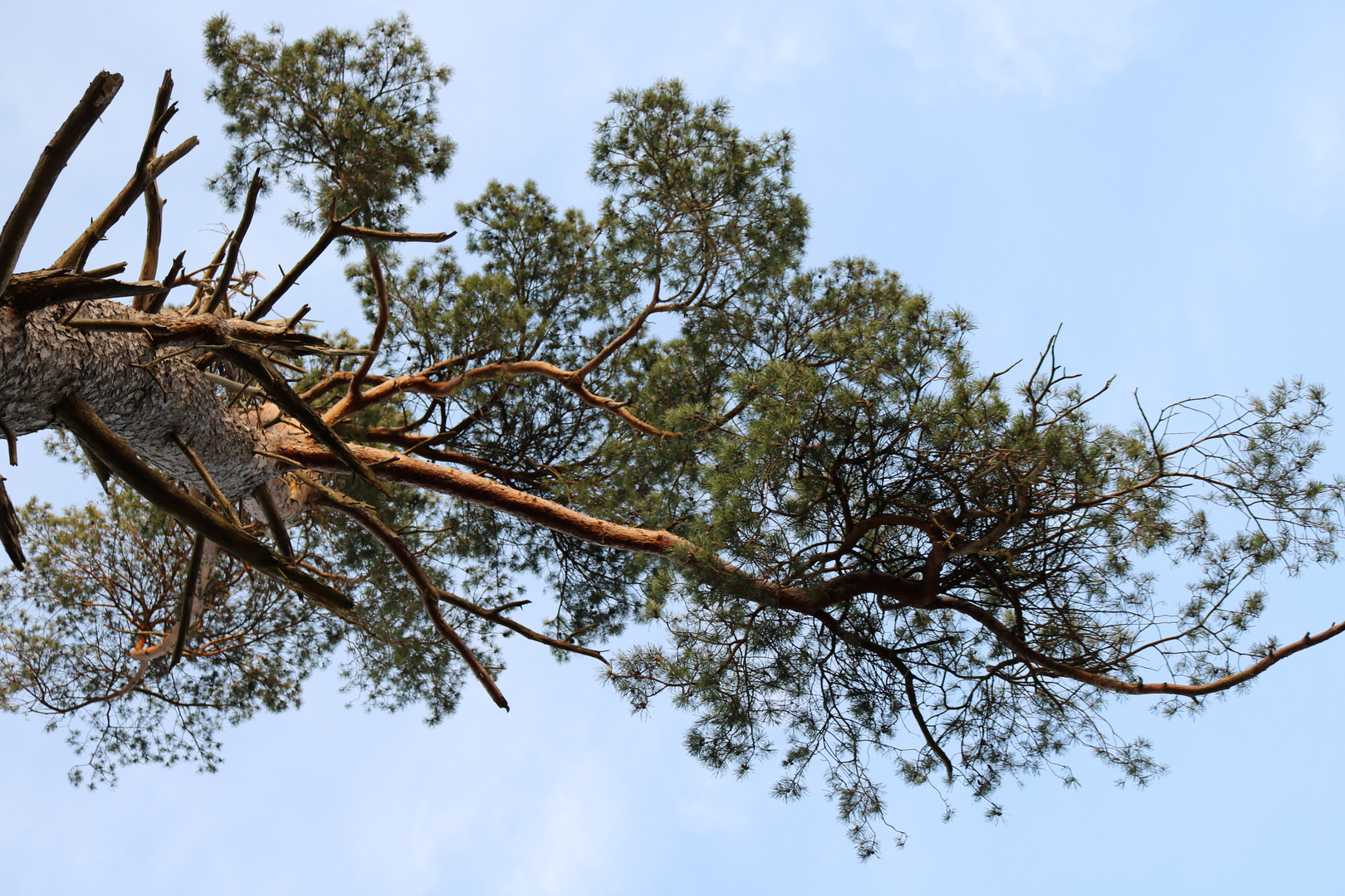 Baum am Rande vom Moor