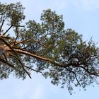 Baum am Rande vom Moor