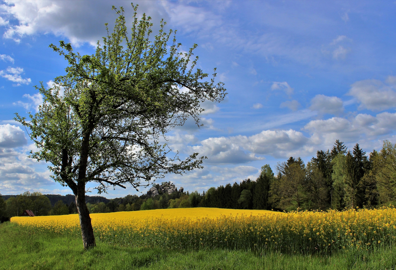 Baum am Rapsfeld