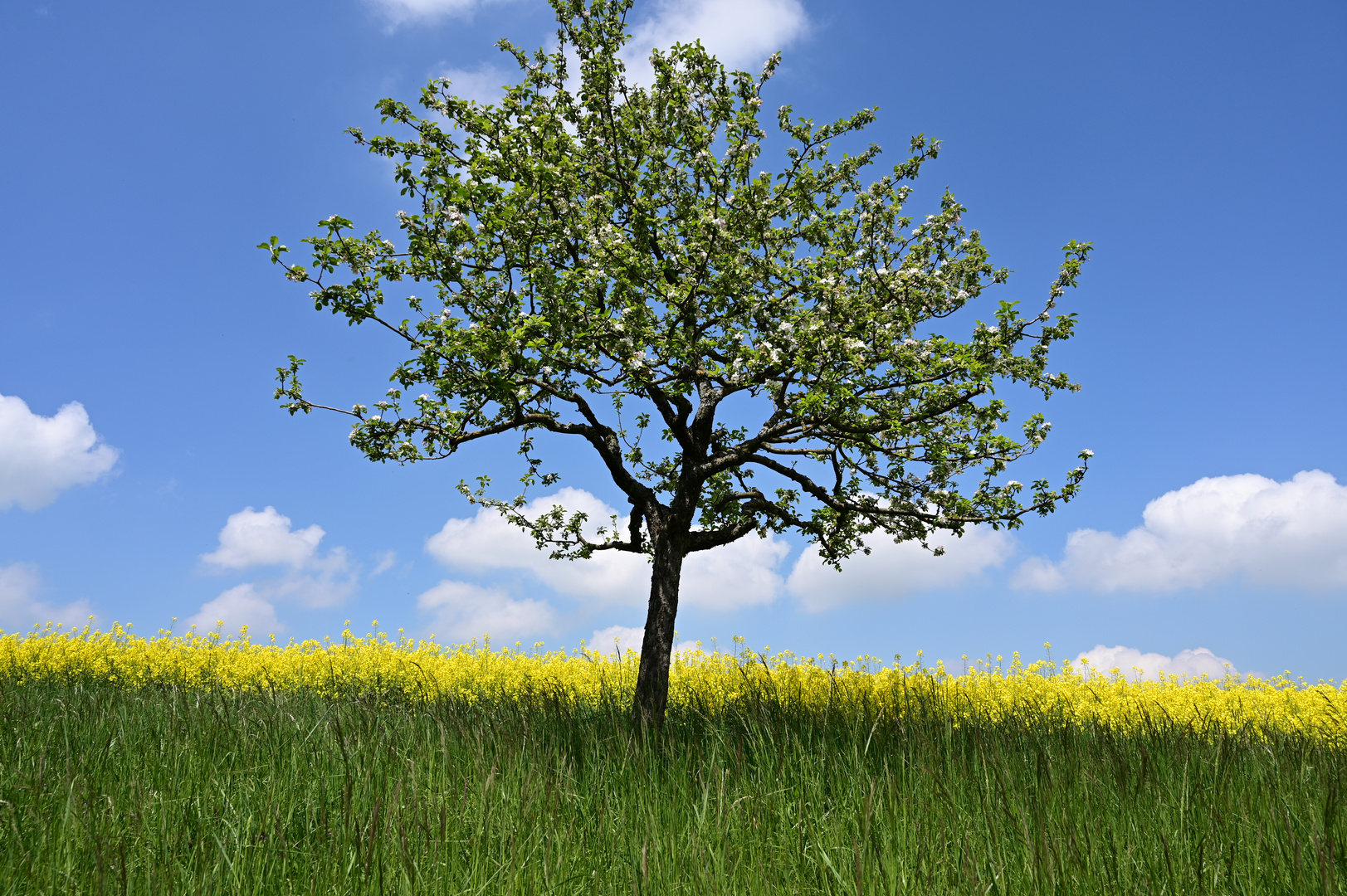 Baum am Rapsfeld :)