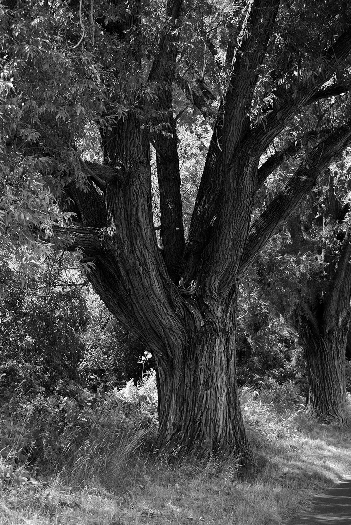 Baum am Rhein