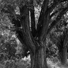 Baum am Rhein