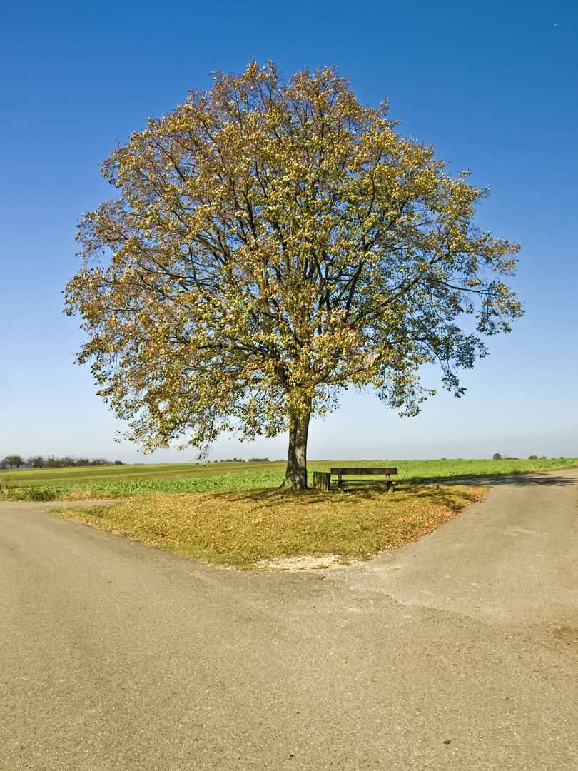 Baum am Scheideweg