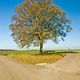 Baum am Scheideweg