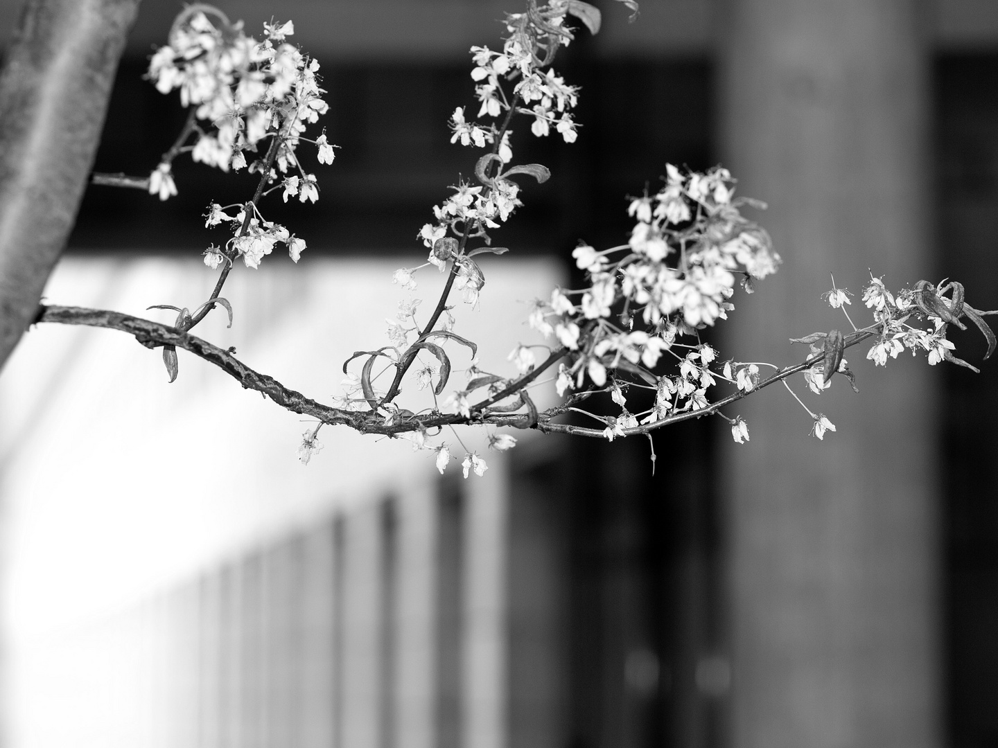 Baum am Schirn-Eingang