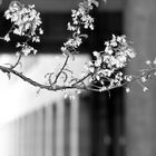 Baum am Schirn-Eingang