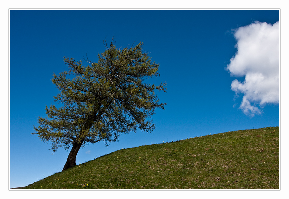 Baum am Schlern (Südtirol)