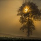 Baum am Schlittenberg