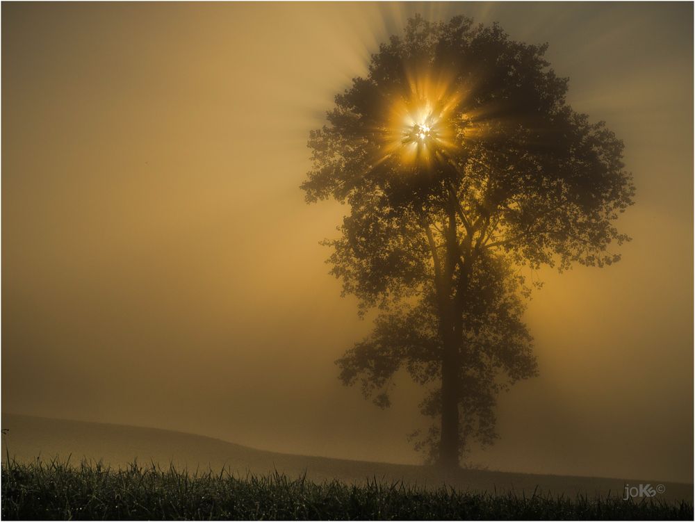 Baum am Schlittenberg